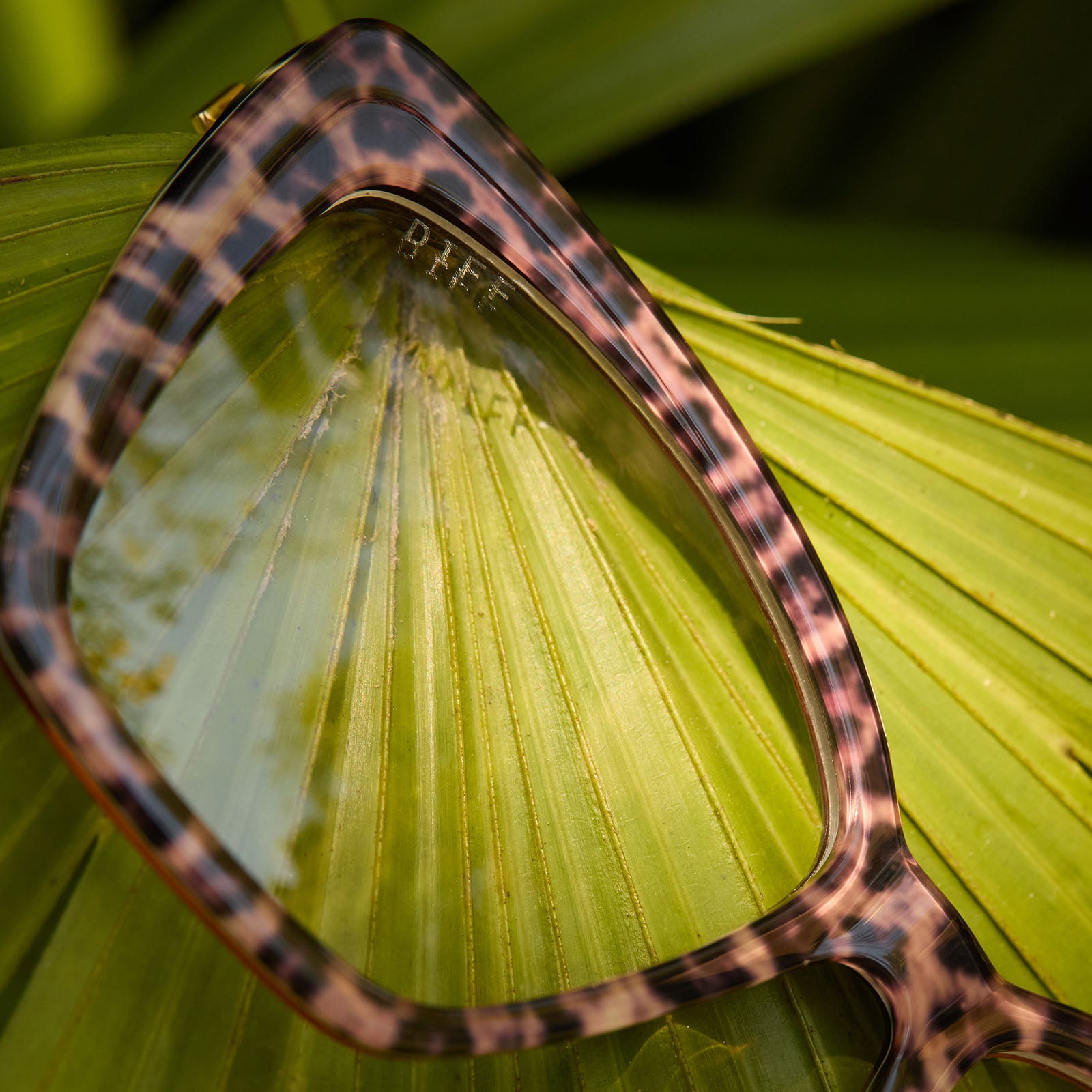 BECKY II - LEOPARD TORTOISE + GLASSES - Image 9