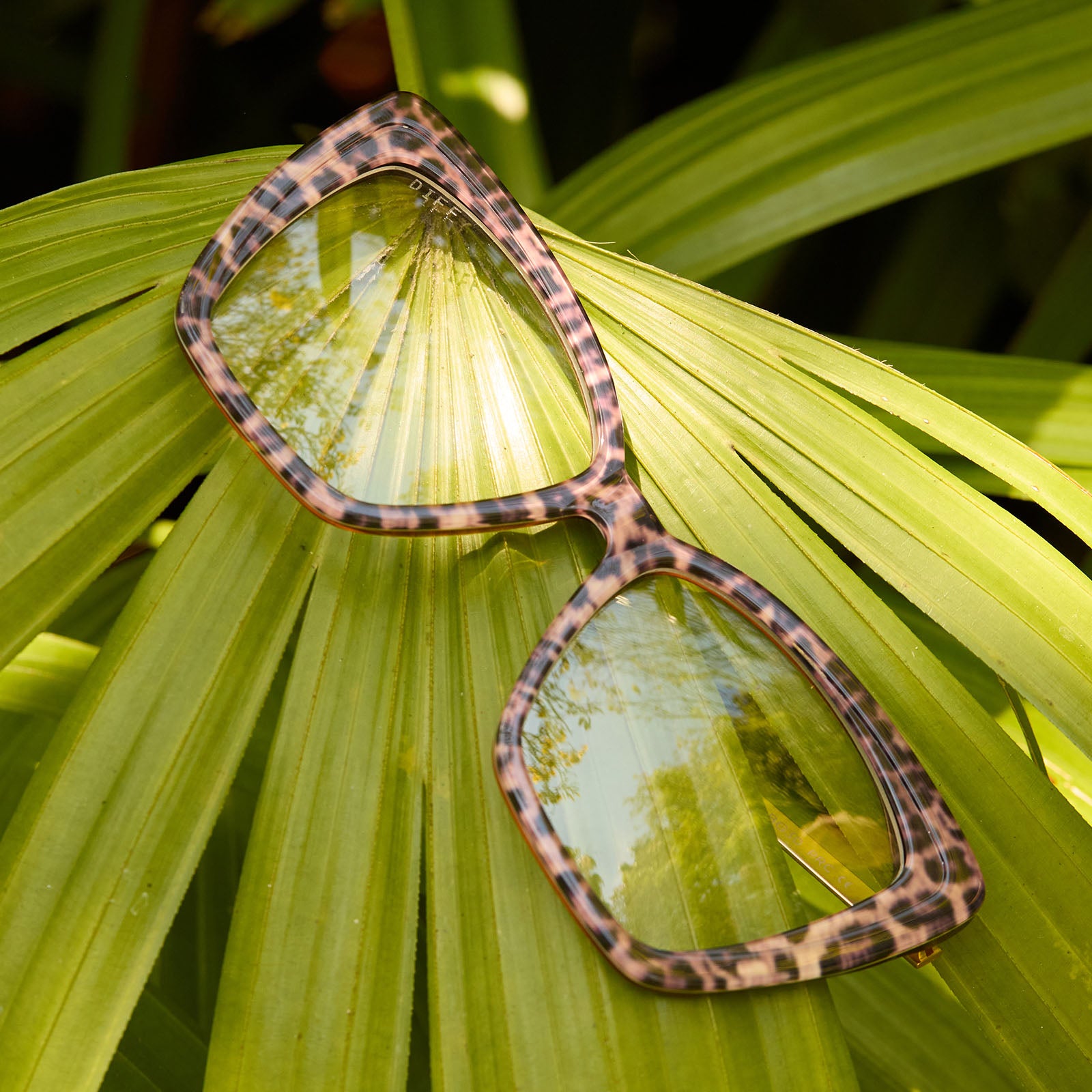 BECKY II - LEOPARD TORTOISE + GLASSES - Image 10